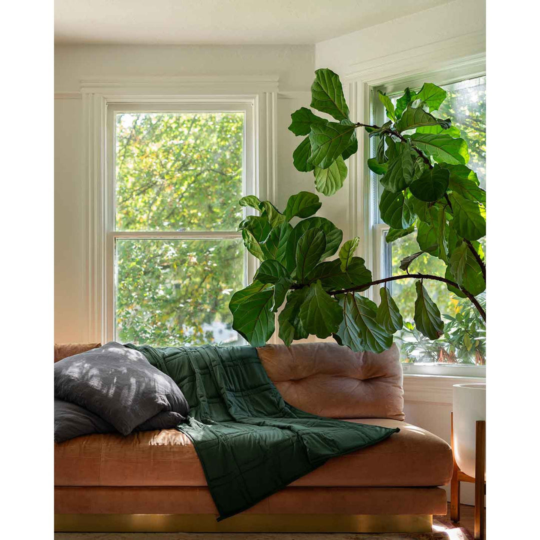 A spruce weighted blanket across a ping sofa with a green plant  [44422820561115]