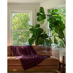 Load image into Gallery viewer, A weighted throw in a mulberry cotton duvet is tossed over a pink sofa with a large plant [46063269118171, 46063269085403, 46063269052635, 46063269019867, 46063269150939]
