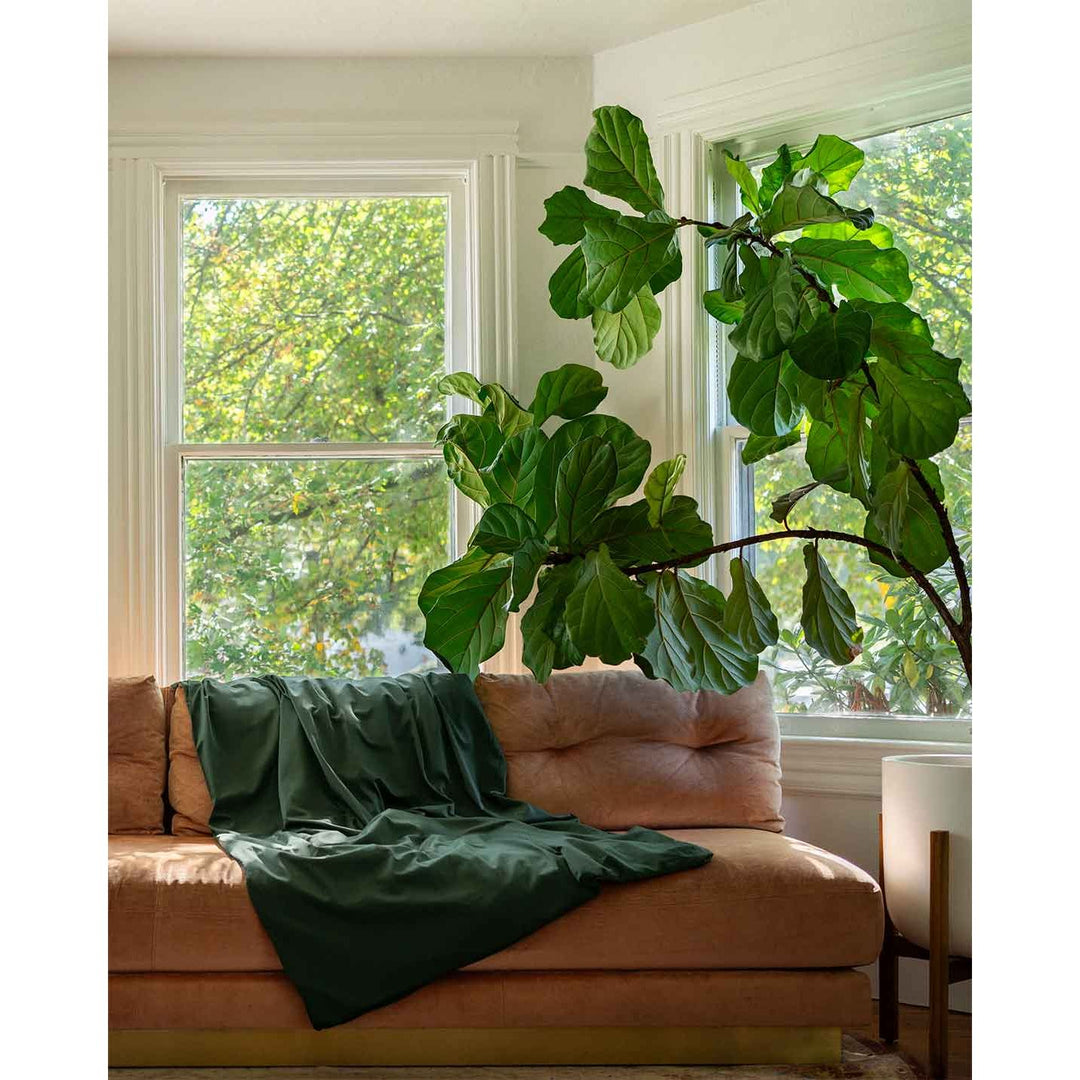 A weighted throw with a spruce cotton cover is thrown over the back of a pink sofa, next to a large green plant and window [44422682116315]