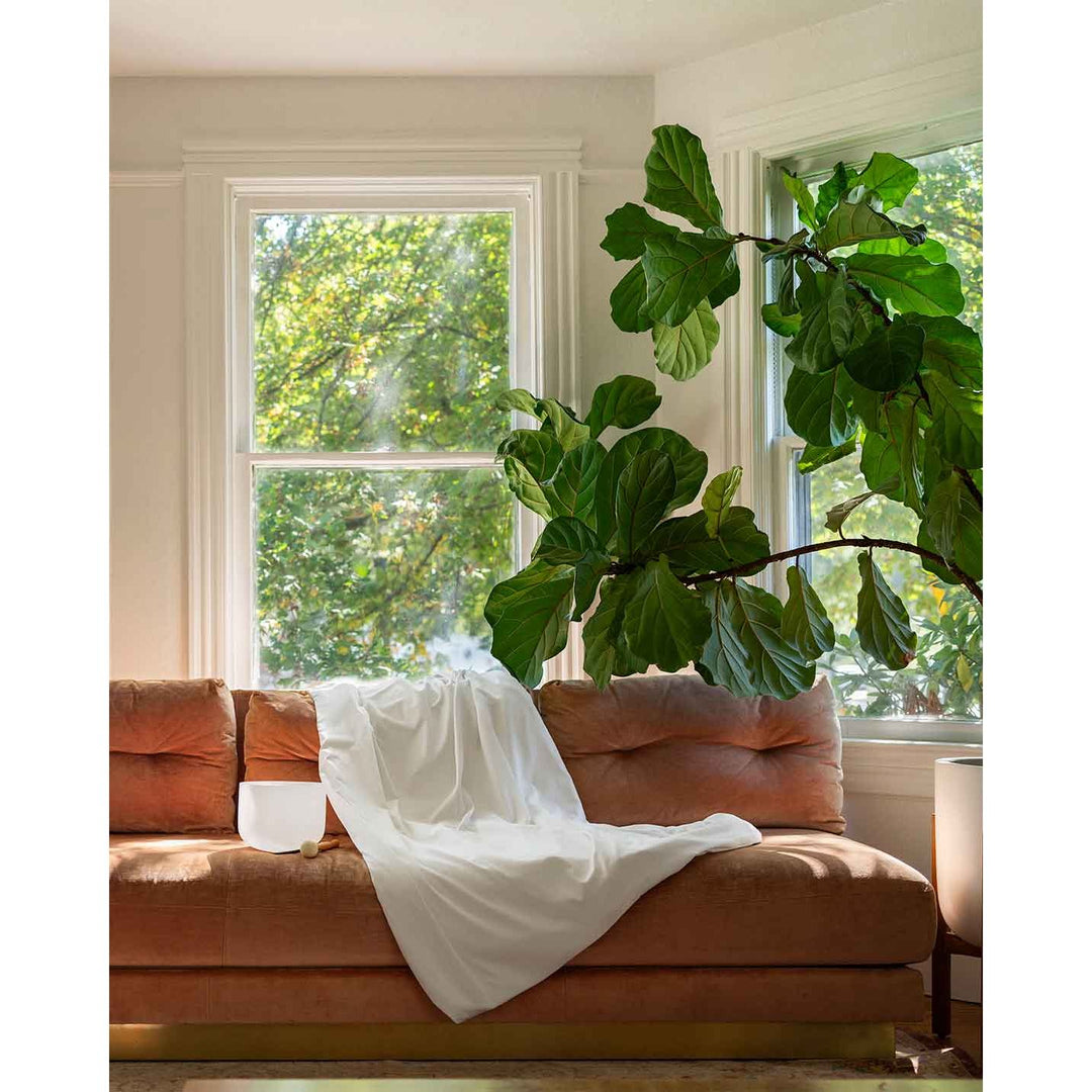 A white duvet cover on a pink cushion sofa next to a large fiddle leaf fig tree and a singing bowl [44422681886939, 45027099410651]