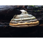 Load image into Gallery viewer, agarikon mushroom
