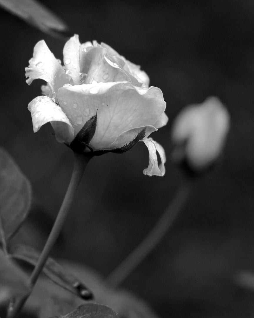 rose [46730820911323, 46730820944091, 46730820976859, 46730821009627, 46730821042395, 46730821075163, 46730821107931, 46730821140699]